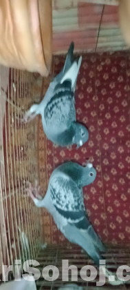 এক জোড়া মাক্সি রেসার কবুতর